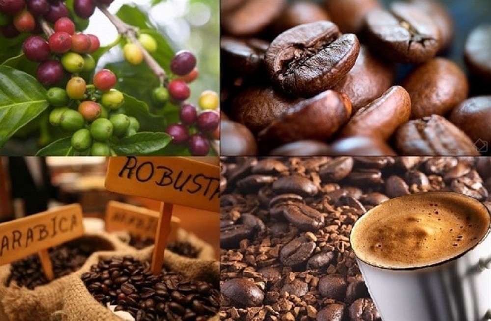 Giá cà phê hôm nay 25/12: Tiếp đà giảm
