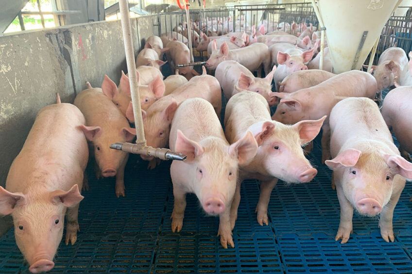 Giá heo hơi hôm nay 26/12: Đi ngang trong ngày đầu tuần