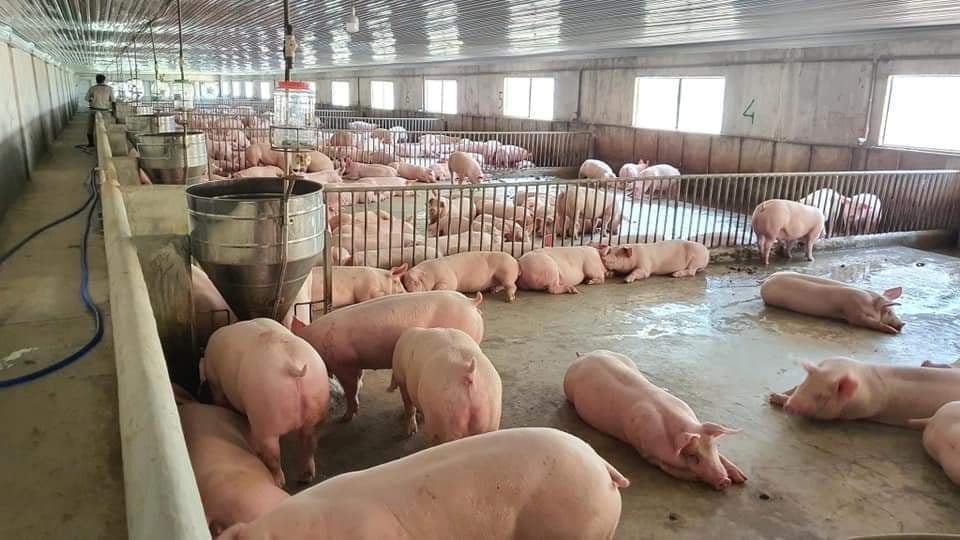 Giá heo hơi hôm nay 27/12: Ổn định trên cả nước