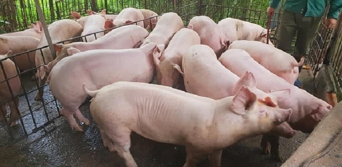 Giá heo hơi hôm nay 30/12:  Đi ngang trên toàn quốc