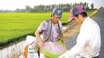 Giá phân bón hôm nay 31/12: Ảm đạm phiên cuối năm
