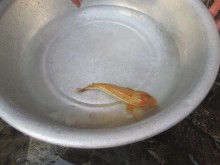 chu nhan quyet dinh ban ca ro vang voi gia 5 trieu dong