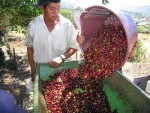 da den luc nang gia tri thuong hieu ca phe viet