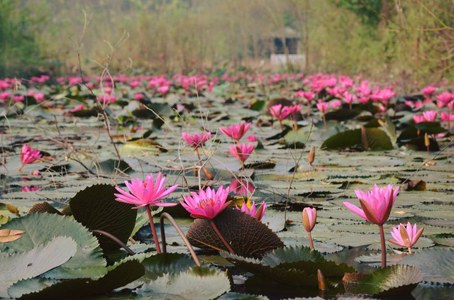 doc dao dong suoi hong nhuom kin hoa sung ngay gan ha noi