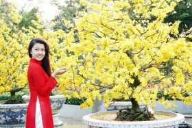 Mai vàng rực rỡ đón nắng xuân