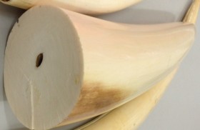 Ngà voi 2 tỉ đồng trong lô hàng chuyển nhầm