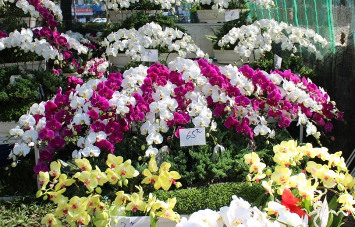 chau lan co gia khung nhat sai thanh