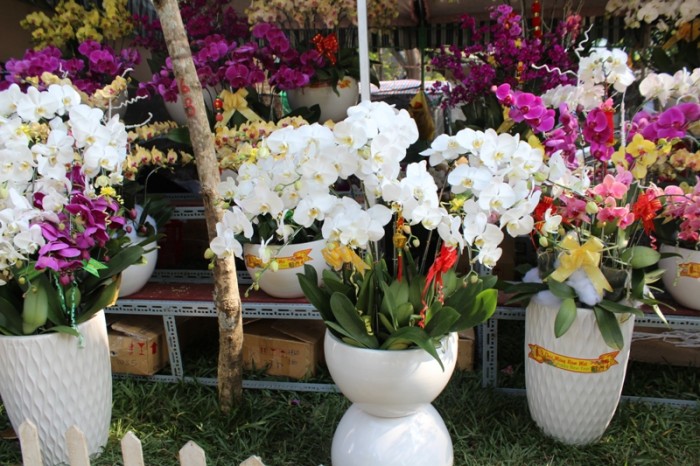 chau lan co gia khung nhat sai thanh