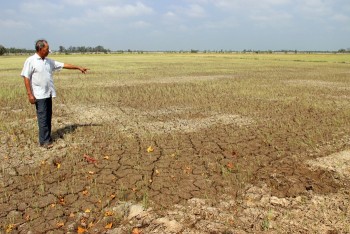 Nông dân miền Tây ‘đắng lòng’ trước cảnh hạn, mặn