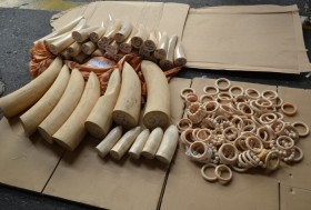 Hơn 43 kg ngà voi "đi" máy bay về Việt Nam