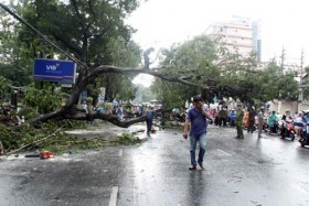 Cây đổ đè xe taxi, 2 người nước ngoài thoát chết