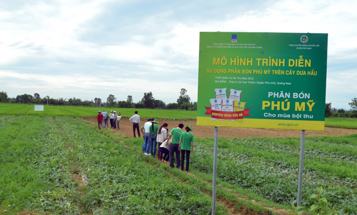 Cây dưa hấu ưa phân bón Phú Mỹ!