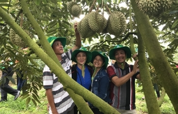 Phân bón Phú Mỹ giúp người trồng sầu riêng Khánh Sơn thu về tiền tỉ