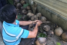 ba trum ma tuy viet kieu uc nhan an tu hinh