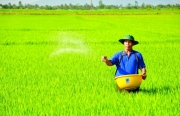 Phân bón không được áp thuế GTGT: Nông dân không được lợi, ngành phân bón “thua trên sân nhà”!