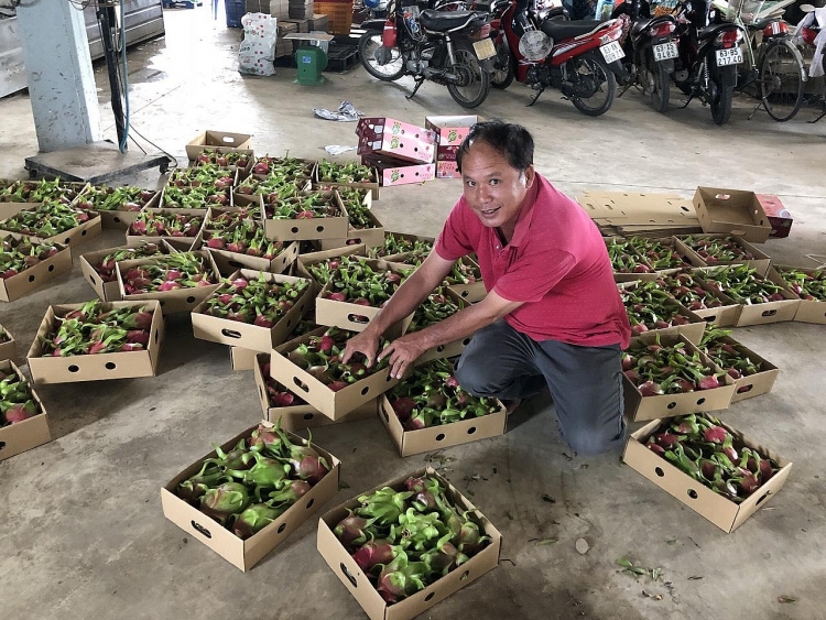 Bí quyết bón phân Urê hiệu quả cho thanh long xuất khẩu