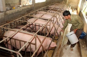 Bộ Y tế phản hồi về thông tin nhập khẩu 9 tấn salbutamol