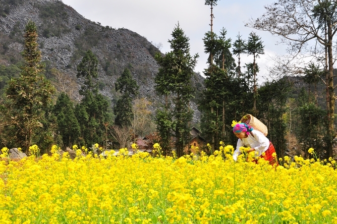 The most beautiful photography spots in Dong Van - Ha Giang
