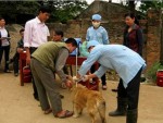 Năm 2014: 66 trường hợp tử vong vì bệnh dại