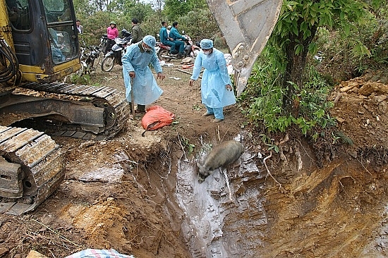 them mot tinh bi dich ta lon chau phi