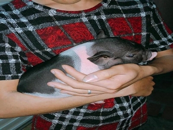 Tăng cường kiểm soát việc buôn bán heo cảnh mini qua biên giới