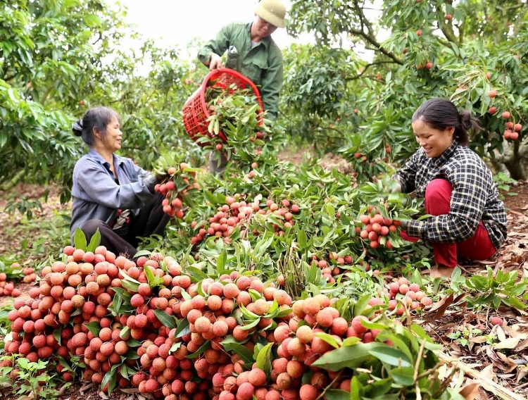 tim dau ra cho vai viet nam vi kho khan do dich covid 19