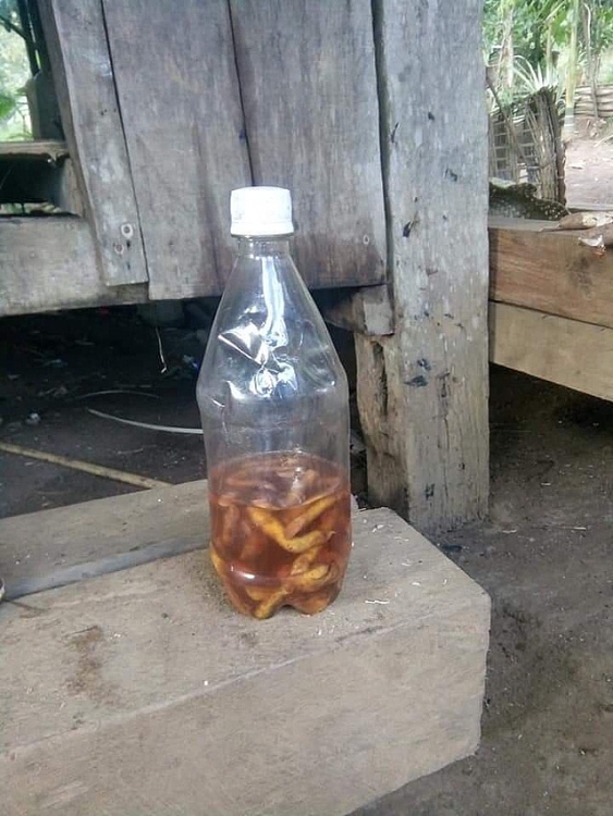 hai cau chau tu vong vi uong ruou ngam re cay
