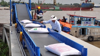 Xuất khẩu gạo năm 2019 sụt giảm 300 triệu USD