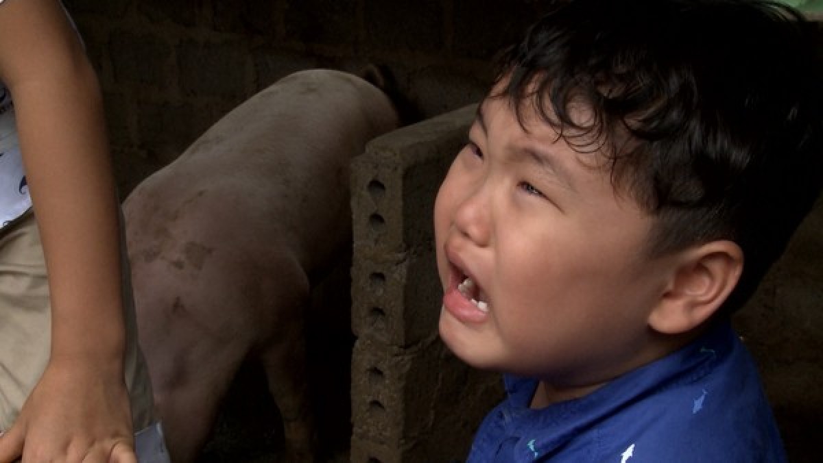 Bé Bi òa khóc vì phải bắt lợn một mình