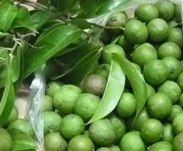 triet long vinh vien bang la cay