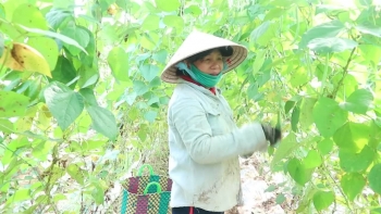 Giá rau củ tăng cao, nông dân “xót xa” vì không đủ hàng bán Tết