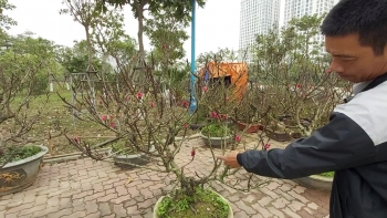 Đào Thất Thốn cổ Sapa ồ ạt xuống phố chờ đại gia rước về chơi Tết